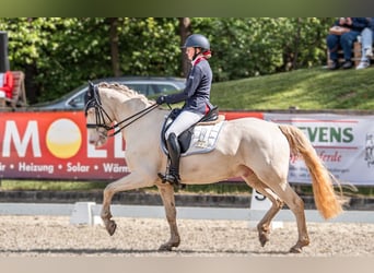 Duitse rijpony, Ruin, 10 Jaar, 152 cm, Cremello