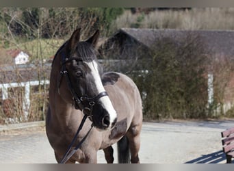 Duitse rijpony, Ruin, 10 Jaar, 153 cm, Zwart