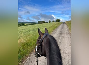 Duitse rijpony, Ruin, 10 Jaar, 155 cm, Brown Falb schimmel