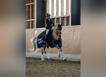 Duitse rijpony, Ruin, 10 Jaar