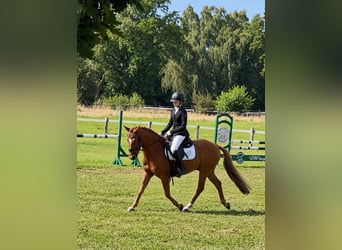 Duitse rijpony, Ruin, 10 Jaar, Vos