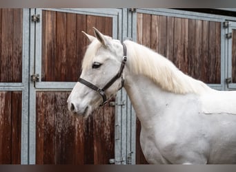 Duitse rijpony, Ruin, 11 Jaar, 137 cm