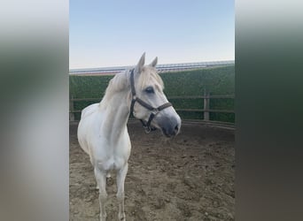 Duitse rijpony, Ruin, 11 Jaar, 137 cm