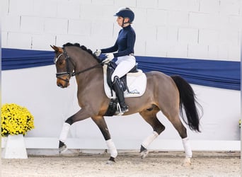 Duitse rijpony, Ruin, 11 Jaar, 141 cm, Bruin