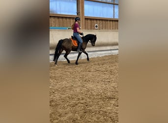 Duitse rijpony, Ruin, 11 Jaar, 141 cm, Donkerbruin