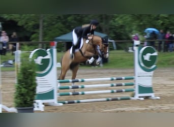 Duitse rijpony, Ruin, 11 Jaar, 145 cm, Falbe
