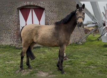 Duitse rijpony, Ruin, 11 Jaar, 146 cm, Falbe