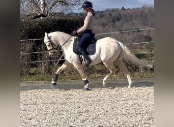 Duitse rijpony, Ruin, 11 Jaar, 146 cm, Palomino