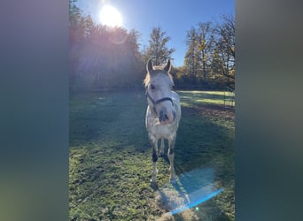 Duitse rijpony, Ruin, 11 Jaar, 146 cm, Schimmel