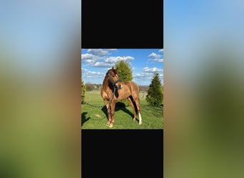 Duitse rijpony, Ruin, 11 Jaar, 146 cm, Vos