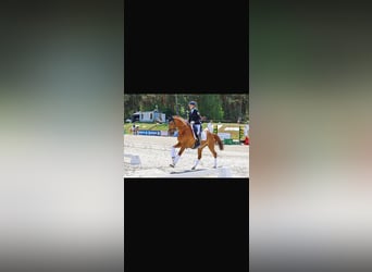 Duitse rijpony, Ruin, 11 Jaar, 146 cm, Vos
