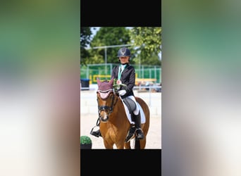 Duitse rijpony, Ruin, 11 Jaar, 146 cm, Vos