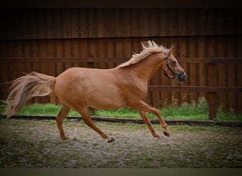 Duitse rijpony, Ruin, 11 Jaar, 146 cm, Vos