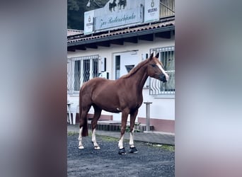 Duitse rijpony, Ruin, 11 Jaar, 146 cm, Vos