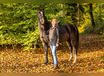 Duitse rijpony, Ruin, 11 Jaar, 146 cm, Zwart