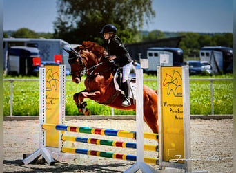 Duitse rijpony, Ruin, 11 Jaar, 147 cm, Donkere-vos