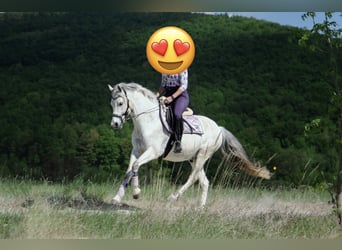 Duitse rijpony, Ruin, 11 Jaar, 147 cm, Schimmel