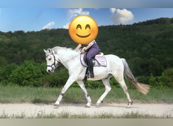 Duitse rijpony, Ruin, 11 Jaar, 147 cm, Schimmel