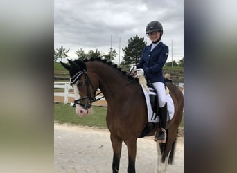 Duitse rijpony, Ruin, 11 Jaar, 148 cm, Bruin