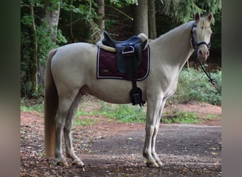 Duitse rijpony, Ruin, 11 Jaar, 148 cm, Cremello