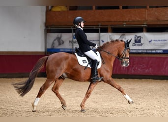 Duitse rijpony, Ruin, 11 Jaar, 148 cm, Donkere-vos