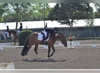 Duitse rijpony, Ruin, 11 Jaar, 148 cm