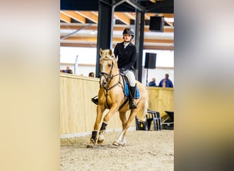 Duitse rijpony, Ruin, 11 Jaar, 148 cm, Palomino