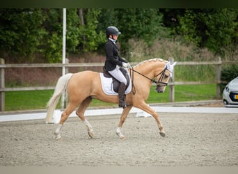Duitse rijpony, Ruin, 11 Jaar, 148 cm, Palomino