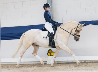 Duitse rijpony, Ruin, 11 Jaar, 148 cm, Palomino