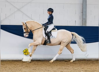 Duitse rijpony, Ruin, 11 Jaar, 148 cm, Palomino