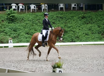 Duitse rijpony, Ruin, 11 Jaar, 148 cm, Vos