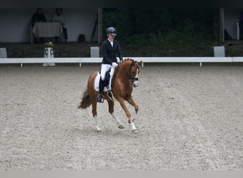 Duitse rijpony, Ruin, 11 Jaar, 148 cm, Vos