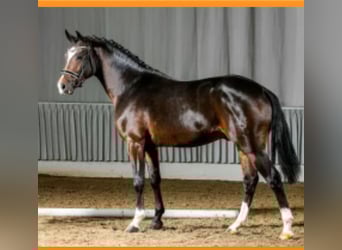 Duitse rijpony, Ruin, 11 Jaar, 149 cm, Brauner