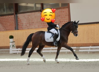 Duitse rijpony, Ruin, 11 Jaar, 149 cm, Brauner