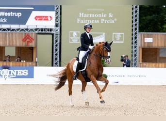 Duitse rijpony, Ruin, 11 Jaar, 149 cm, Vos