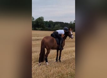 Duitse rijpony, Ruin, 11 Jaar, 149 cm, Vos