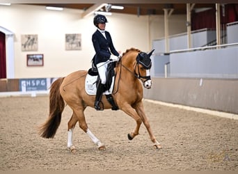 Duitse rijpony, Ruin, 11 Jaar, 149 cm, Vos