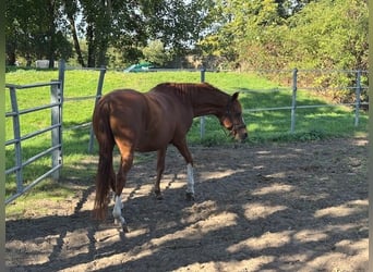 Duitse rijpony, Ruin, 11 Jaar, 150 cm, Vos