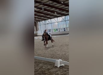 Duitse rijpony, Ruin, 11 Jaar, 150 cm, Vos