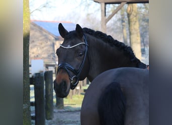 Duitse rijpony, Ruin, 11 Jaar, 151 cm, Bruin