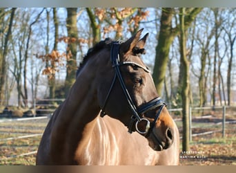 Duitse rijpony, Ruin, 11 Jaar, 151 cm, Bruin