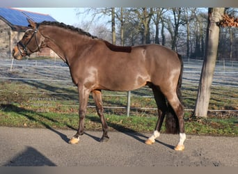 Duitse rijpony, Ruin, 11 Jaar, 151 cm, Bruin