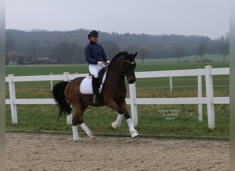 Duitse rijpony, Ruin, 11 Jaar, 151 cm, Bruin