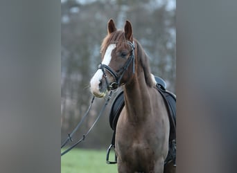 Duitse rijpony, Ruin, 11 Jaar, 151 cm, Donkere-vos