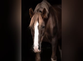 Duitse rijpony, Ruin, 11 Jaar, 151 cm, Donkere-vos