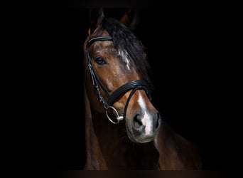 Duitse rijpony, Ruin, 11 Jaar, 153 cm, Bruin