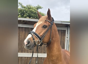 Duitse rijpony, Ruin, 11 Jaar, 154 cm, Vos