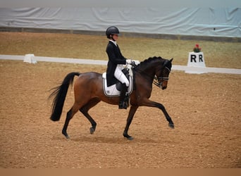 Duitse rijpony, Ruin, 11 Jaar, 155 cm, Bruin