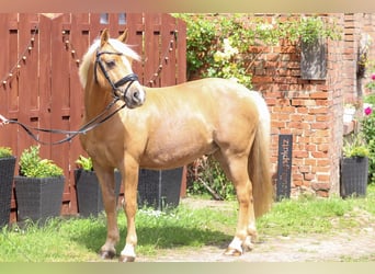 Duitse rijpony Mix, Ruin, 12 Jaar, 135 cm, Palomino