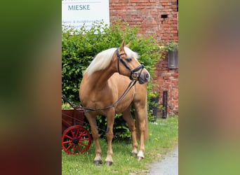 Duitse rijpony Mix, Ruin, 12 Jaar, 135 cm, Palomino